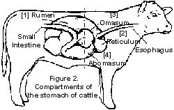 250x158 Cattle