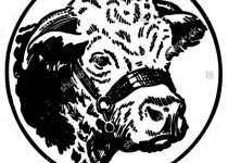 210x150 Clip Art Angus Cattle Clip Art
