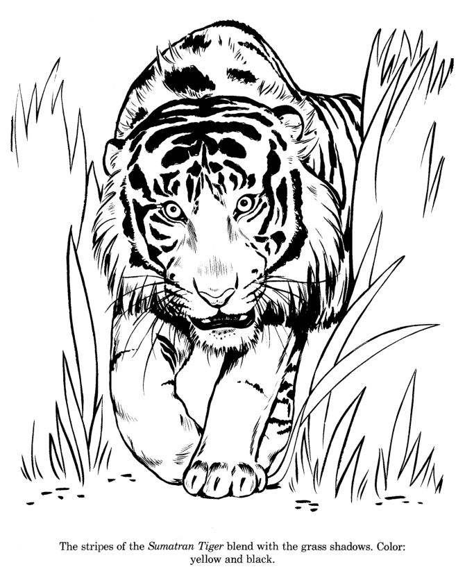 670x820 Animal Drawings Coloring Pages Sumatran Tiger Animal