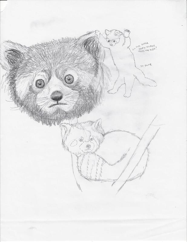 618x800 Animal Observational Drawings