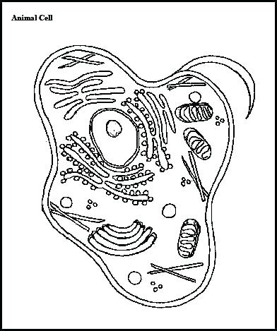 Animal Cell Drawing at GetDrawings | Free download