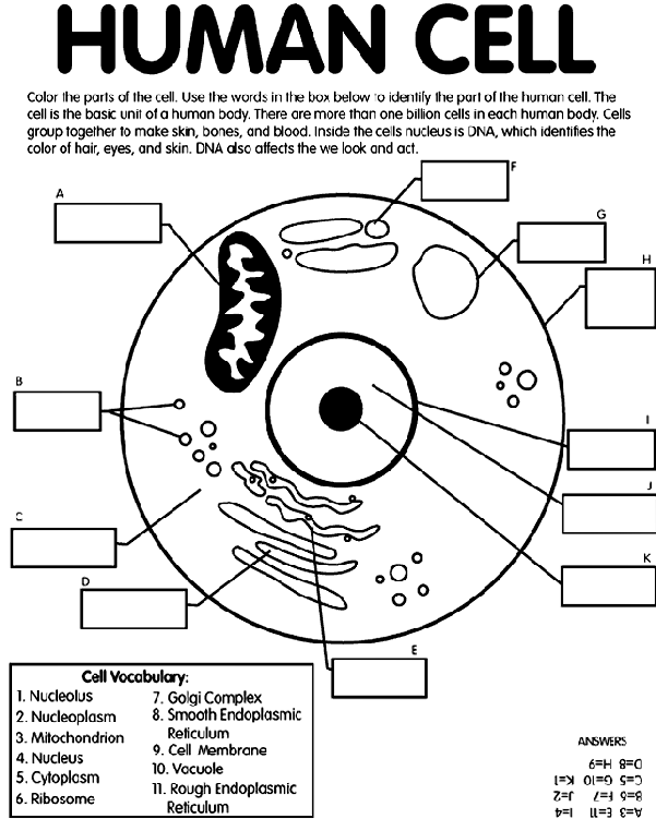 601x762 Human Cell Coloring Page By (More Here Than Need