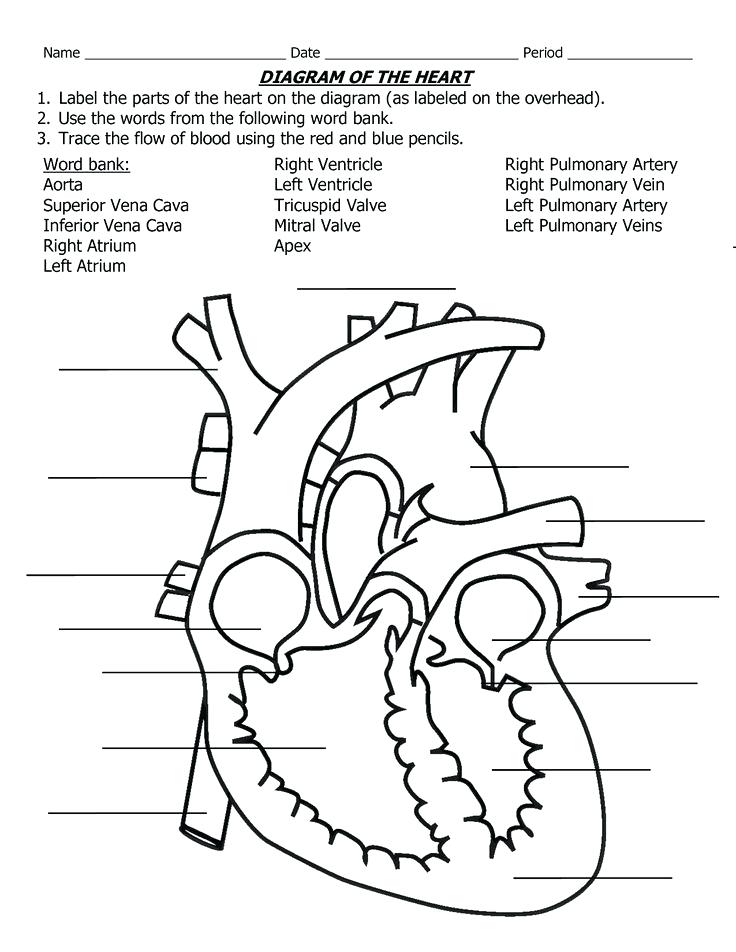 736x952 Simple Diagrams Simple Heart Diagram Label School Library