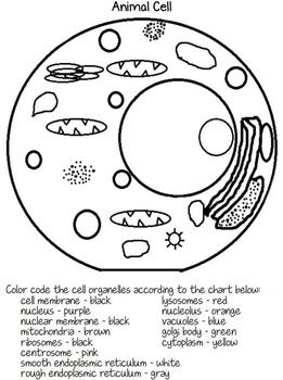 261x350 The Best Plant Cell Organelles Ideas On Plant Cell