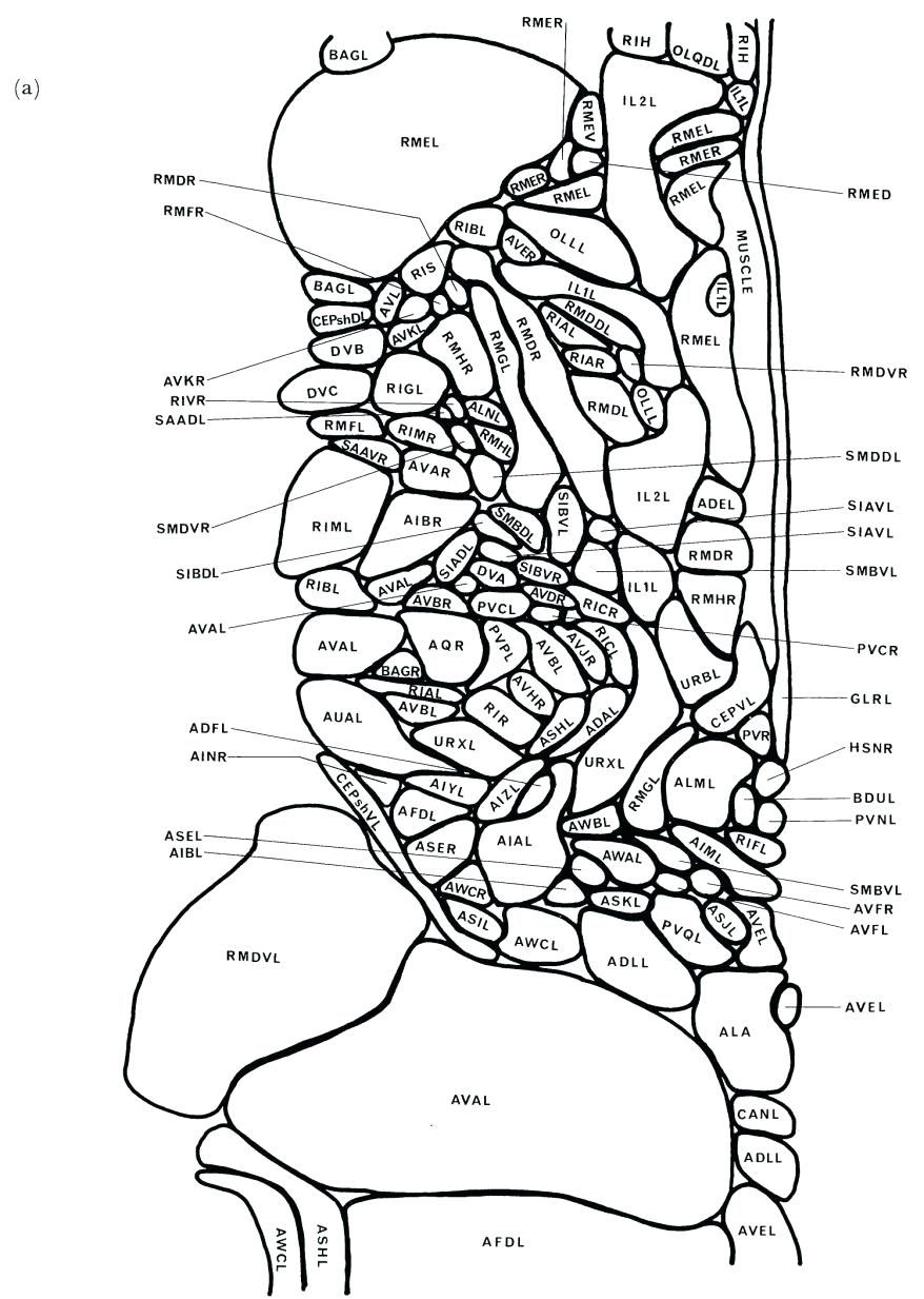 878x1233 Coloring Plant And Animal Cell Coloring Worksheets