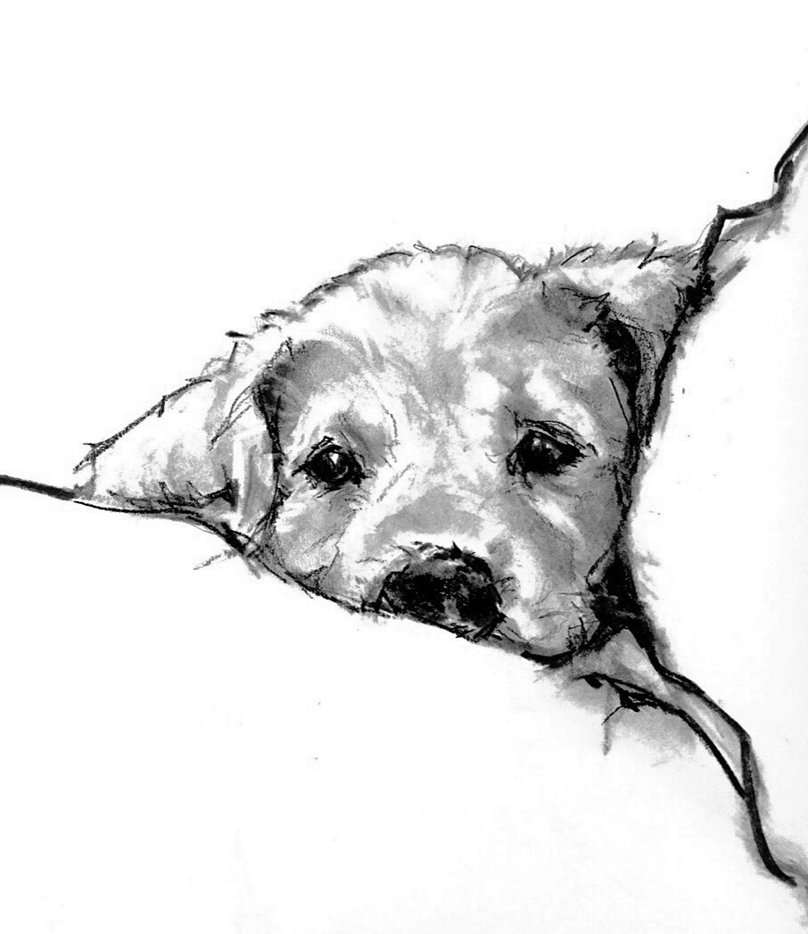 906x1047 Charcoal Drawing By Susan Pepe Animal