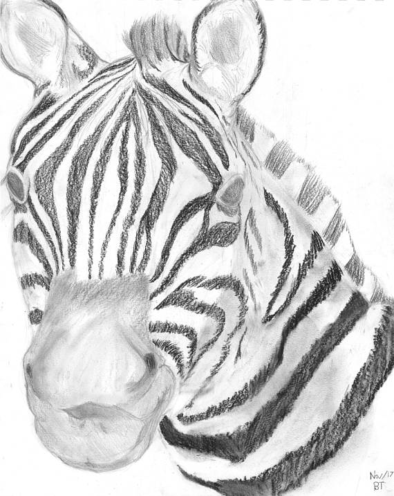 570x717 Zebra Charcoal Art Print