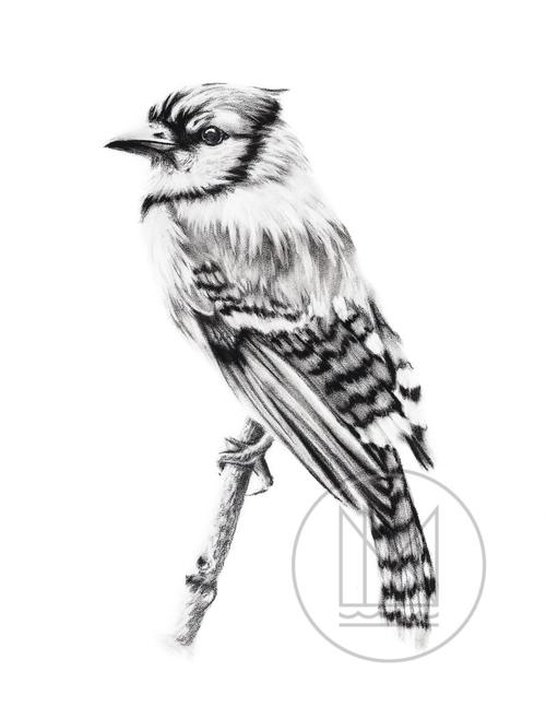 Animal Charcoal Drawing at GetDrawings | Free download