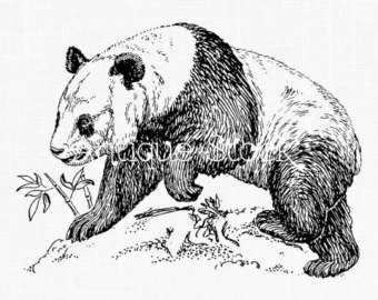 340x270 Line Art Drawing Etsy