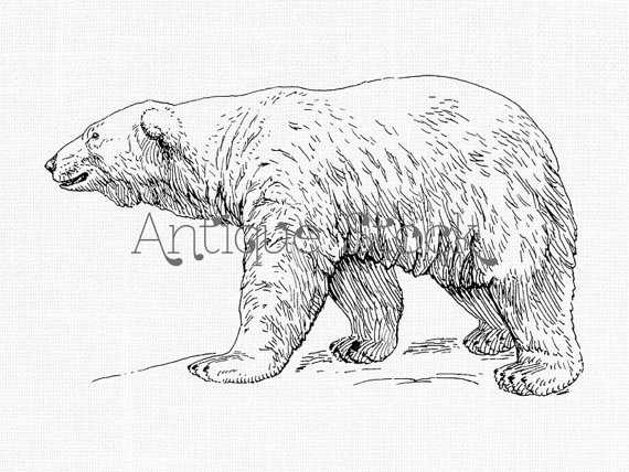 570x428 Polar Bear Drawing