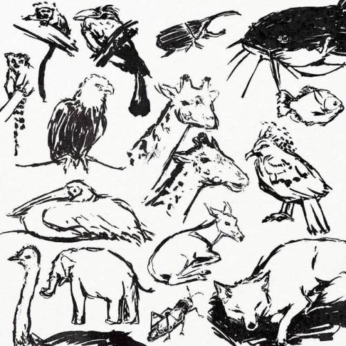 500x500 Journeybunny Inktober Day 3 Zoo Sketches, Spent The Day