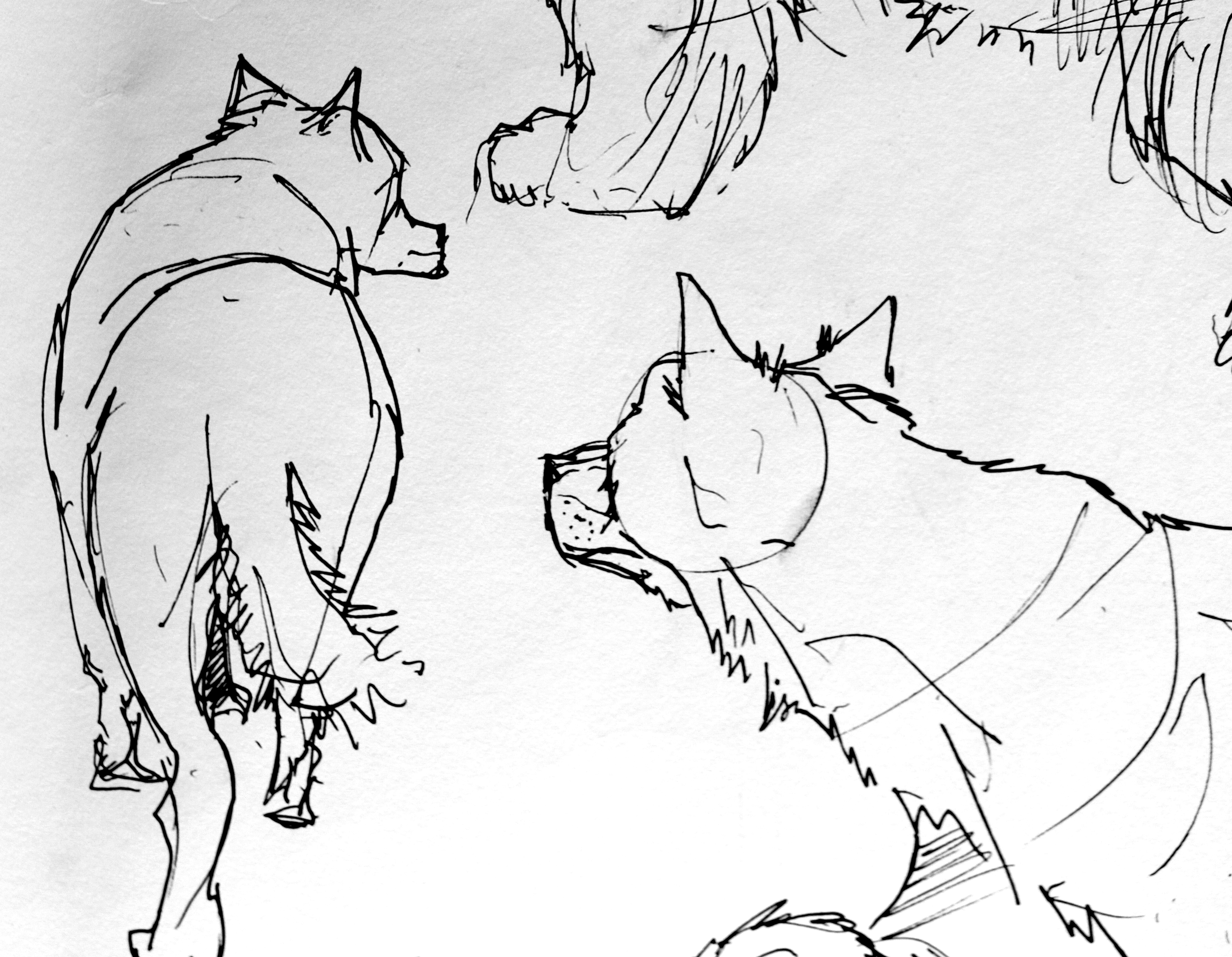 4248x3300 Animal Drawing