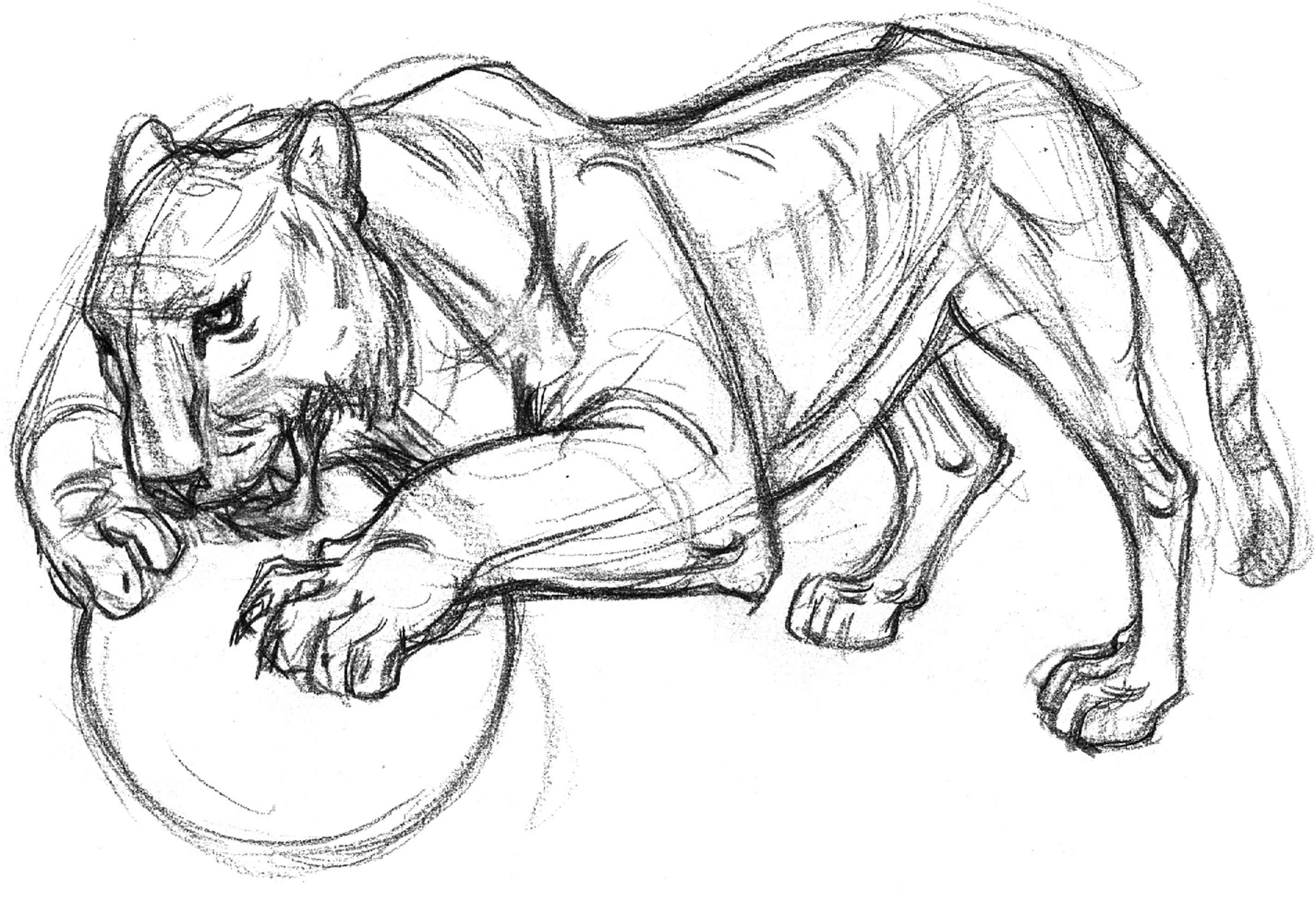 2850x1960 Garygeraths Animal Drawing