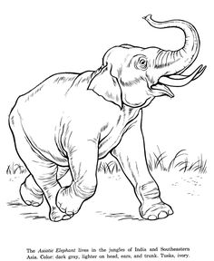 236x288 Color Book Printing Animal Coloring Pages Kids Coloring Pages