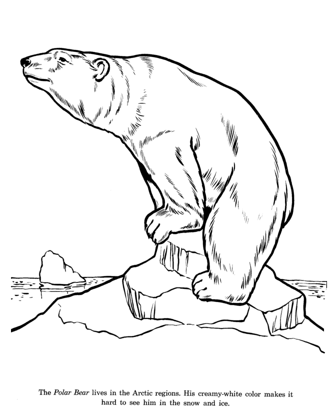 670x820 Coloring Pages Charming Coloring Pages Draw A Polar Bear Animal