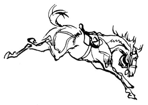 Animal Drawing Books