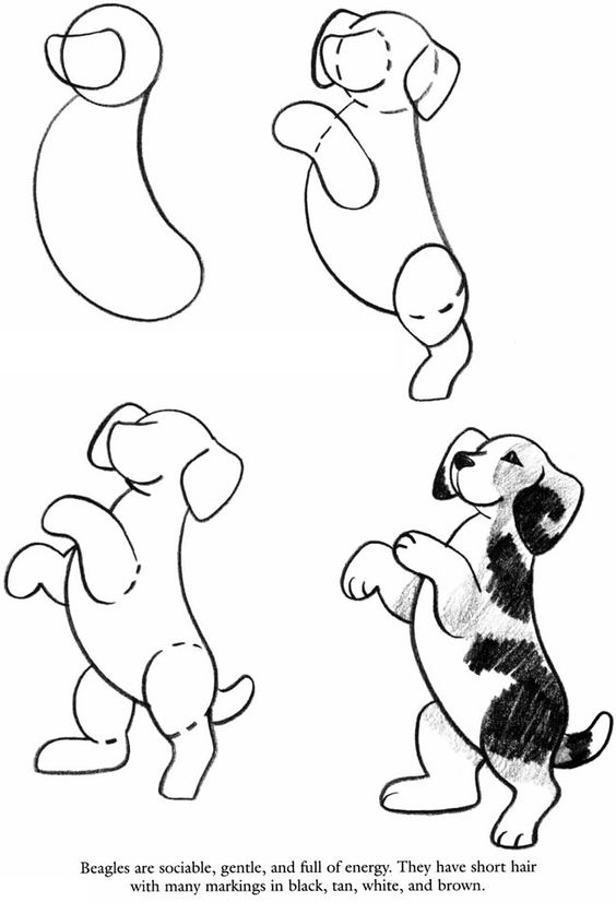 564x826 Dover Publications Sample How To Draw Dogs Book Animal Drawing