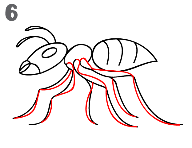 624x482 How To Draw An Ant