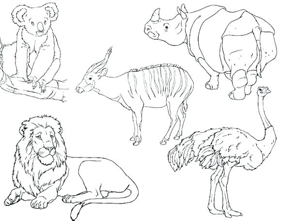 580x456 Zoo Animals Coloring Pages For Preschoolers Coloring Pages