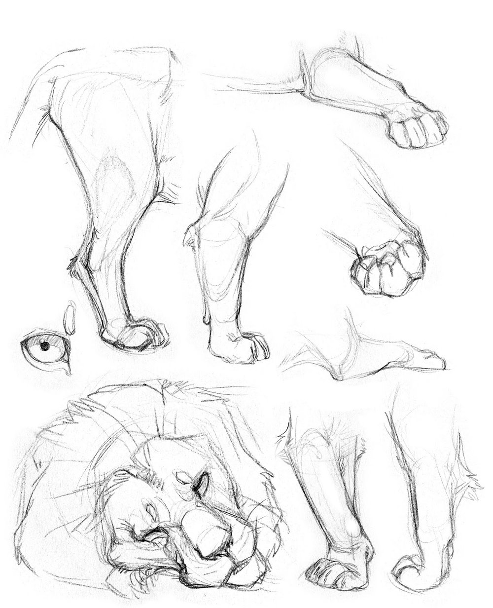 1000x1232 Animal Drawing Oliver Borack