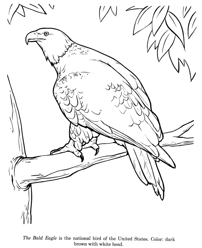 670x820 Animal Drawings Coloring Pages Bald Eagle Bird Identification