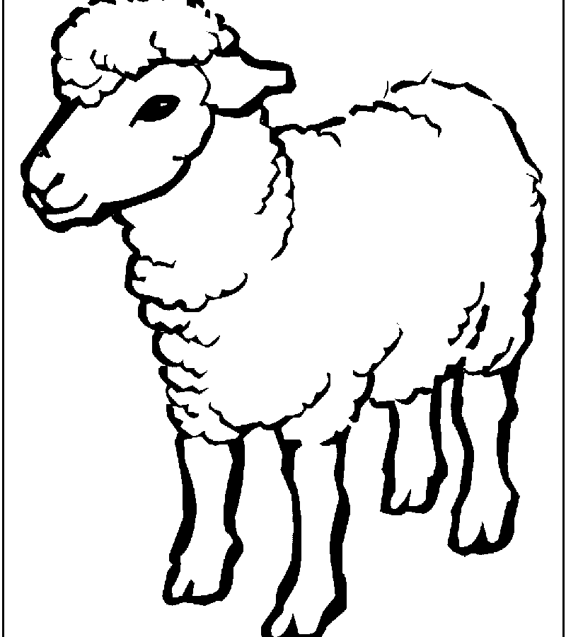 800x900 Cute Small Sheep Coloring Page Free Printable Pages Animals Desert