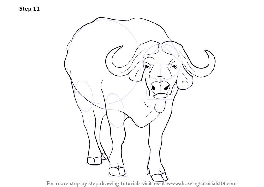 842x597 Learn How To Draw An African Buffalo (Wild Animals) Step By Step