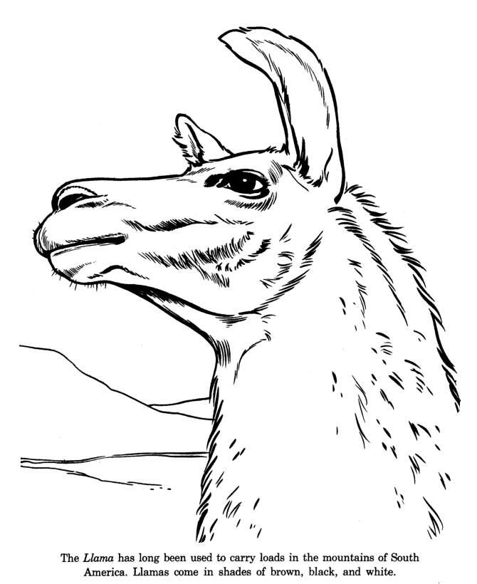 670x820 Animal Drawings Coloring Pages Llama Animal Identification