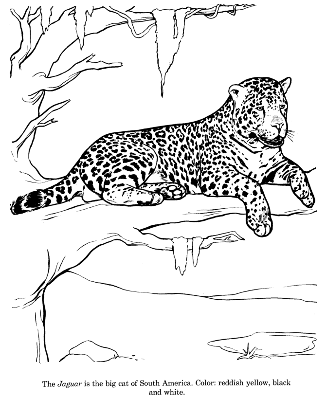 670x820 Animal Drawings Coloring Pages Jaguar Animal Identification