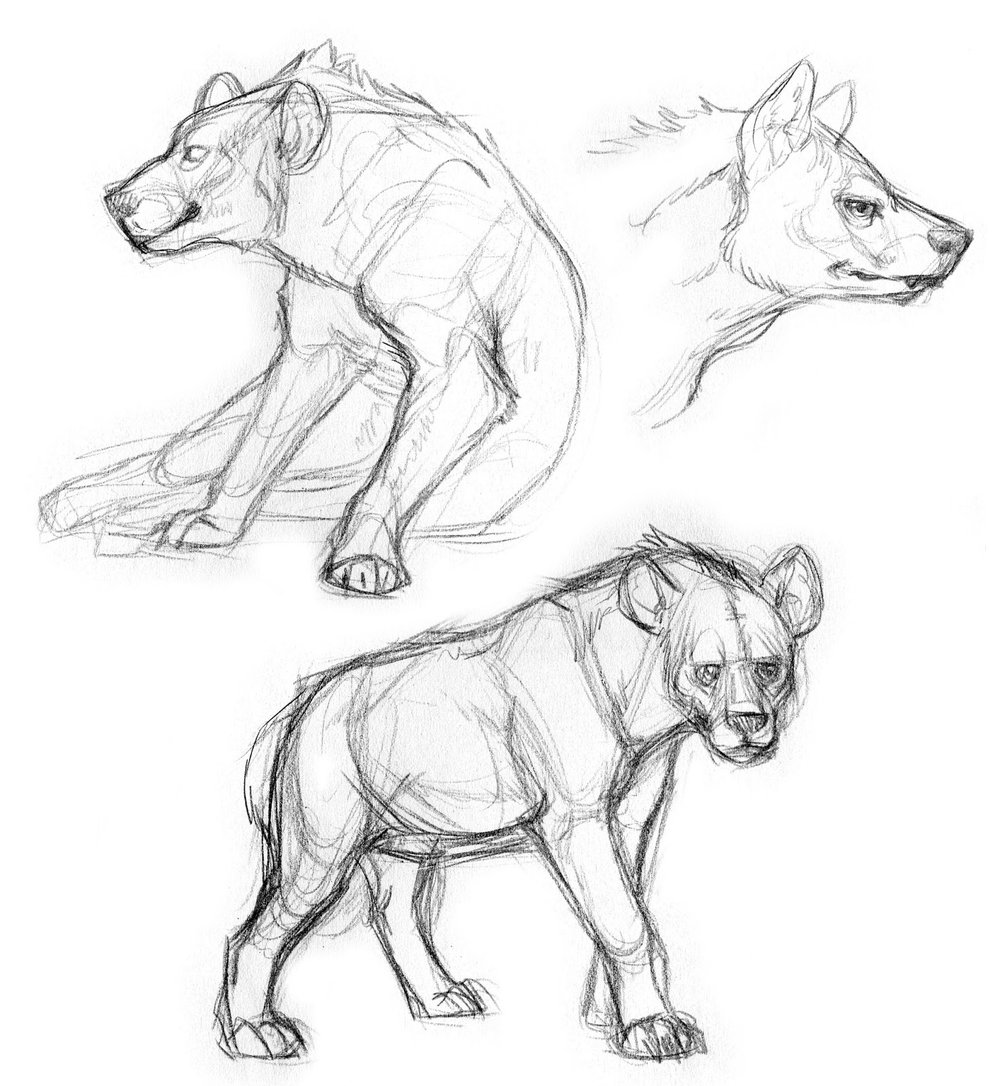 1000x1086 Animal Drawing Oliver Borack