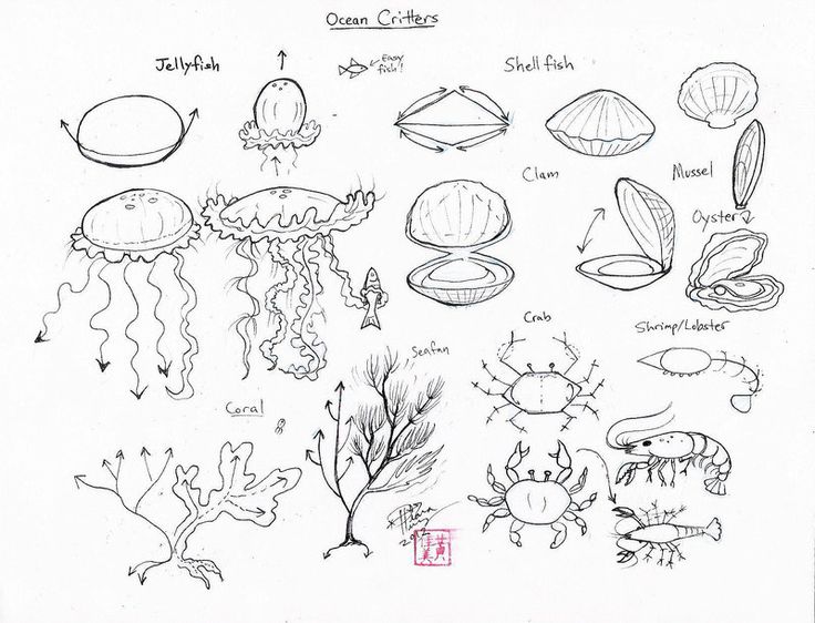 736x562 Directed Drawing Ocean Animals Tags Drawing Ocean Animals How