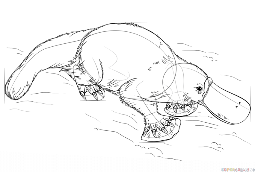 851x575 How To Draw A Platypus Step By Step Drawing Tutorials