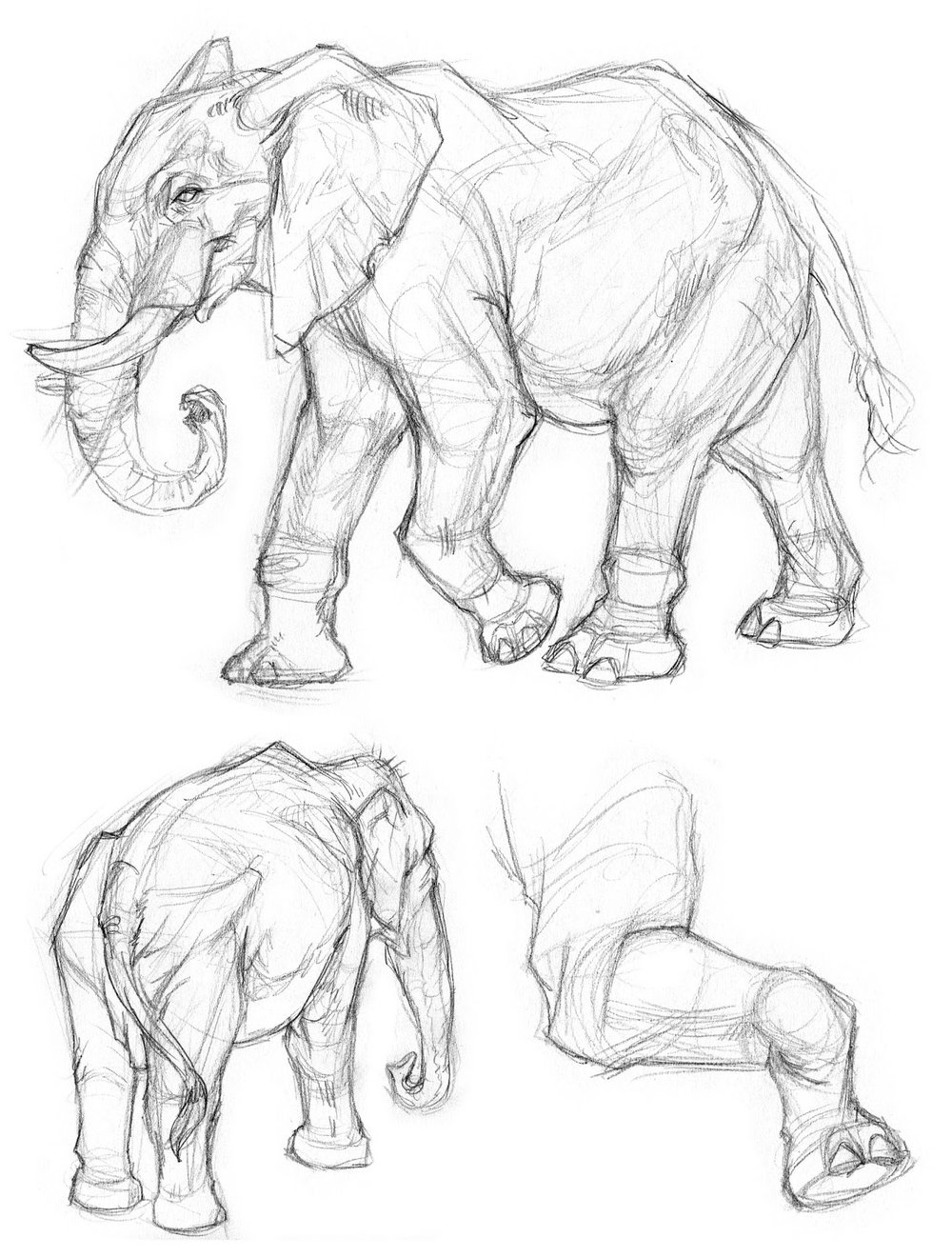 1000x1320 Animal Drawing Oliver Borack