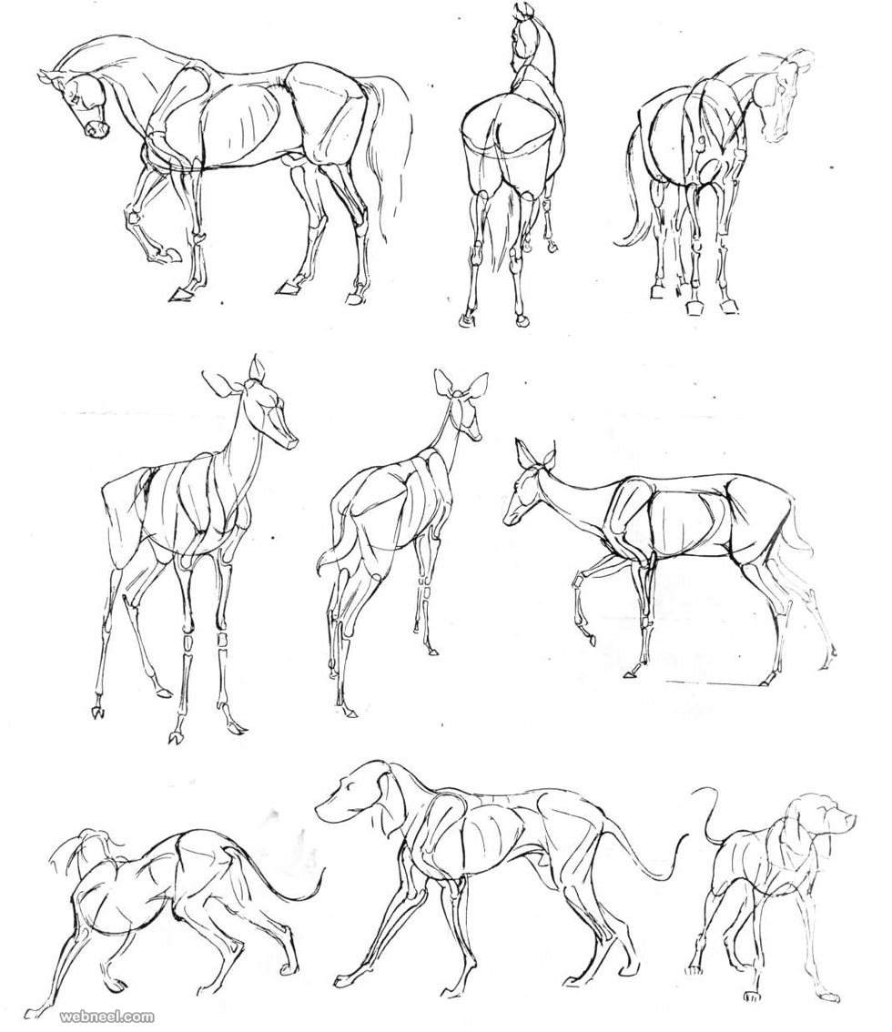 Animal Drawing Pictures