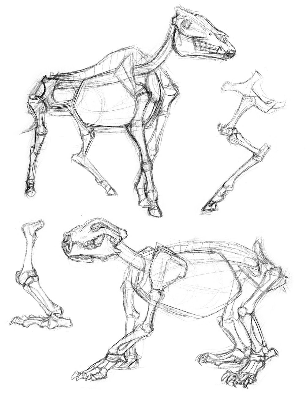 1000x1289 Animal Drawing Oliver Borack