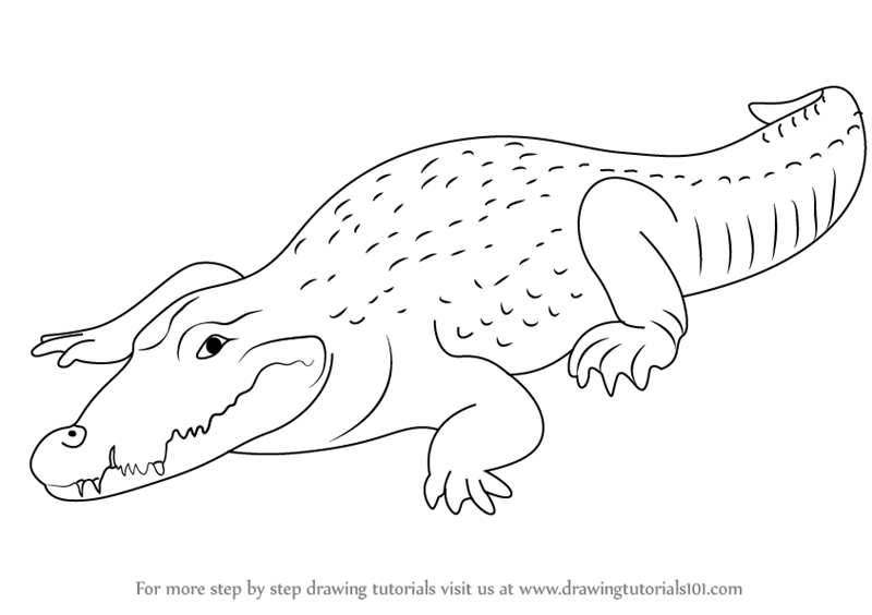 800x564 Learn How To Draw A Crocodile (Zoo Animals) Step By Step Drawing