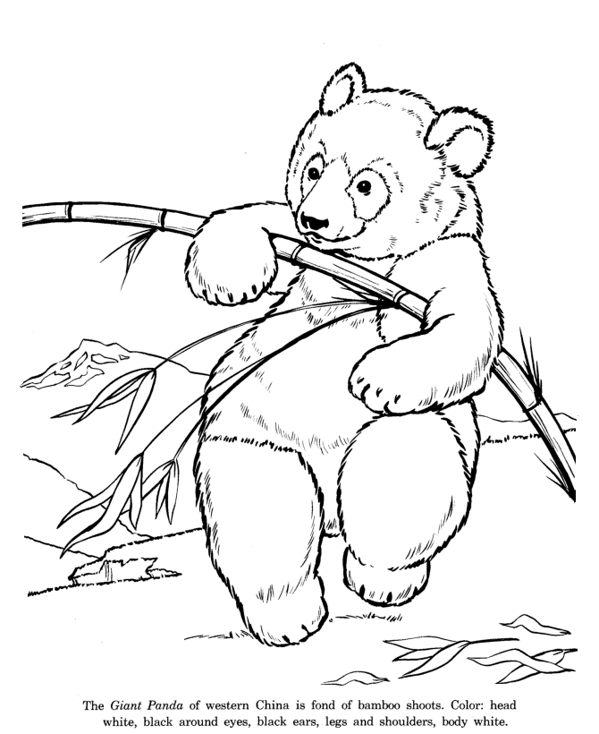 670x820 Animal Drawings Coloring Pages Giant Panda Bear Animal
