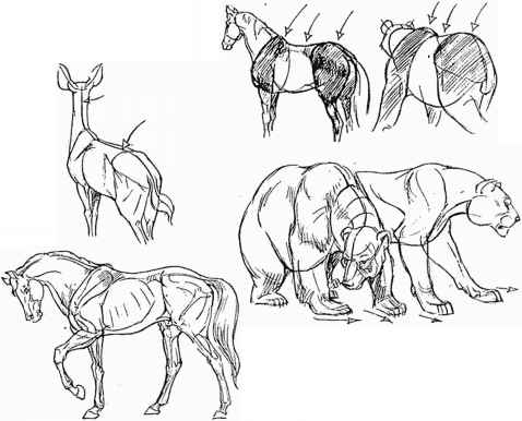 478x386 Tips On Drawing Animals