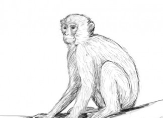 324x235 Drawing Animals