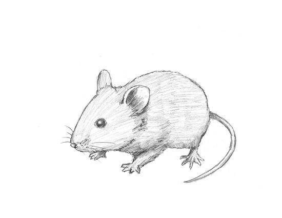 550x425 How To Draw A Mouse Tutorial