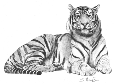 400x297 Tiger By On @ Animals