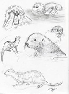 236x320 How To Draw Otters Holding Hands