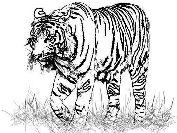 600x451 A Realistic Drawing Of Bengal Tiger Coloring Page
