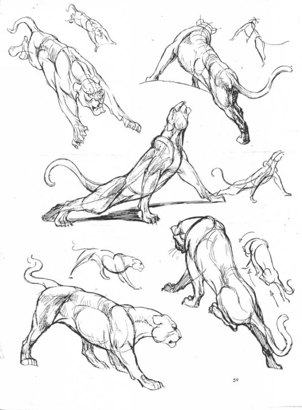 Animal Drawing Tips