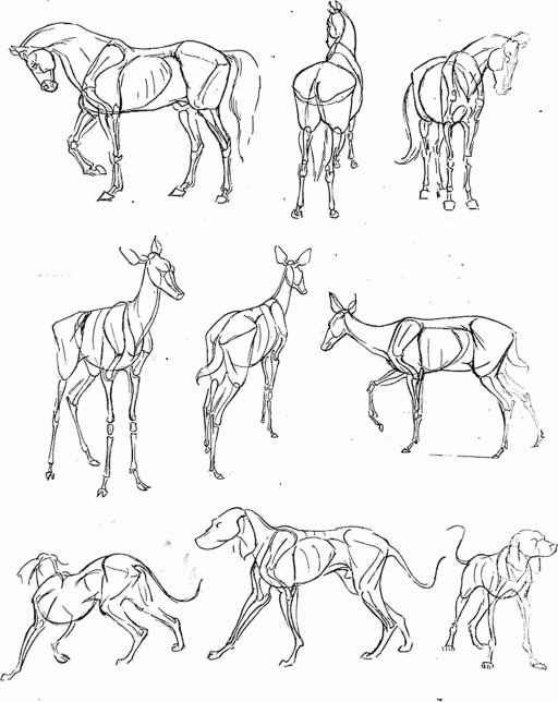 512x644 Animal Drawing Tips