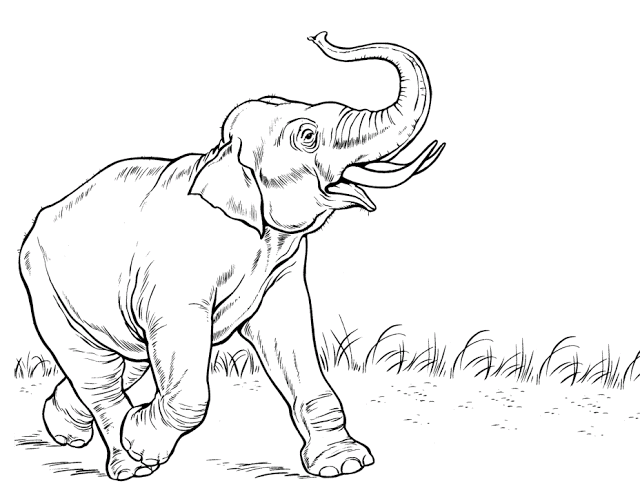 640x488 Elephant Coloring Cartoon Drawing Free Wallpaper Anggela