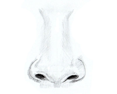 400x324 How To Draw A Human Nose