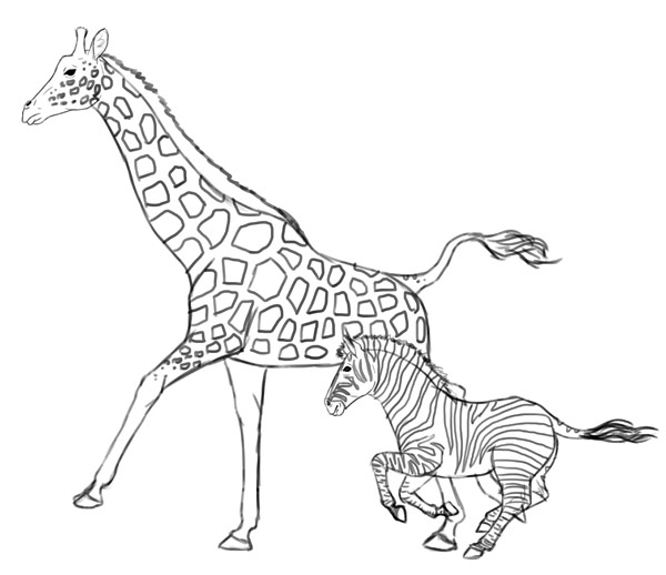600x518 How To Draw Animals Zebras And Giraffes