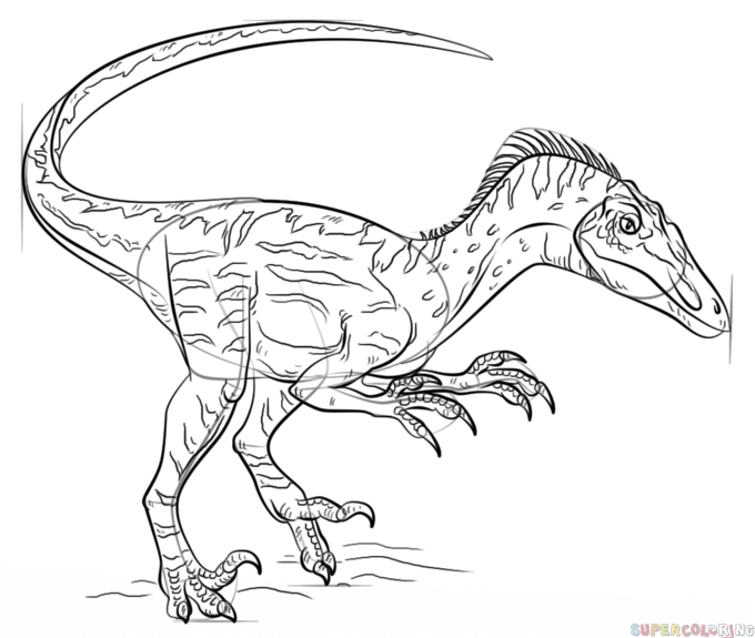 680x575 How To Draw A Velociraptor Step By Step Drawing Tutorials