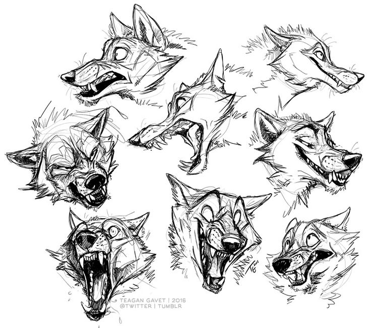 736x652 Photos Furry Wolf Head Drawing,